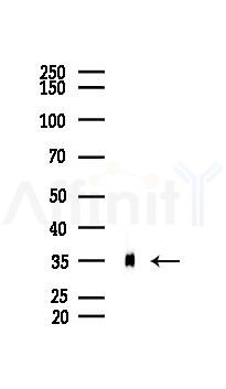 Annexin A2 Recombinant Rabbit mAb - Western blot analysis of lysates from Mouse lung, using Annexin A2 Recombinant Rabbit mAb at 1/1000 dilution.