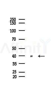 Annexin A2 Recombinant Rabbit mAb - Western blot analysis of lysates from Mouse liver, using Annexin A2 Recombinant Rabbit mAb at 1/1000 dilution.