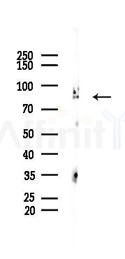 MCM5 Recombinant Rabbit mAb - Western blot analysis of lysates from 293 cells(LPS 4h treatment), using MCM5 Recombinant Rabbit mAb at 1/1000 dilution.