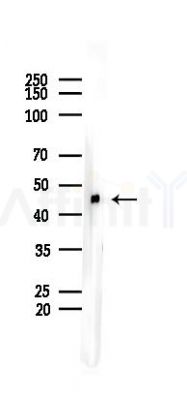 FH Recombinant Rabbit mAb - Western blot analysis of lysates from Mouse brain, using FH Recombinant Rabbit mAb at 1/1000 dilution.
