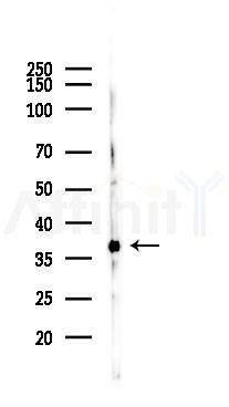 GAPDH Recombinant Rabbit mAb - Western blot analysis of lysates from Mouse testis, using GAPDH Recombinant Rabbit mAb at 1/1000 dilution.