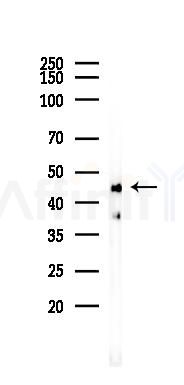 ATPB Recombinant Rabbit mAb - Western blot analysis of lysates from Mouse testis, using ATPB Recombinant Rabbit mAb at 1/1000 dilution.
