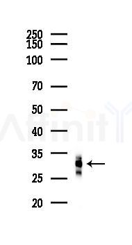 SPI1 Recombinant Rabbit mAb - Western blot analysis of lysates from RAW264.