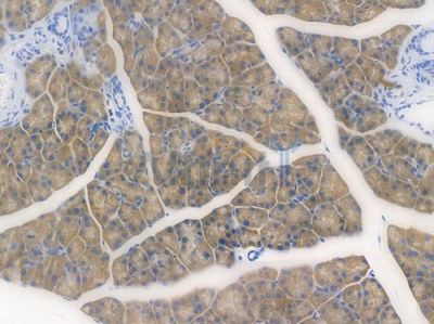 PRAME Recombinant Rabbit mAb - BF3917 at 1/100 staining Mouse pancreatic tissue by IHC-P.