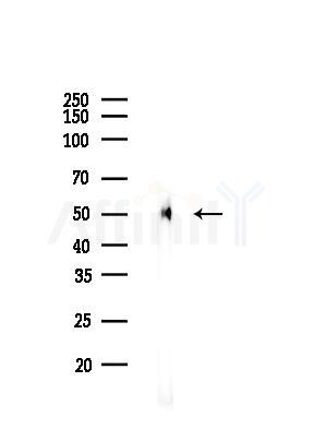 INDO Recombinant Rabbit mAb - Western blot analysis of lysates from Rat testis, using INDO Recombinant Rabbit mAb at 1/1000 dilution.