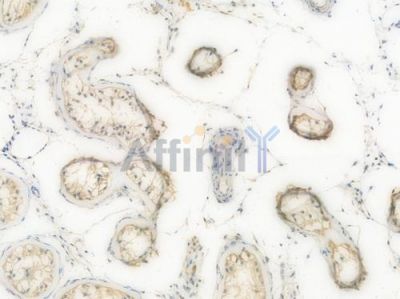 UFM1 Recombinant Rabbit mAb - BF3925 at 1/100 staining Human testicular tissue by IHC-P.
