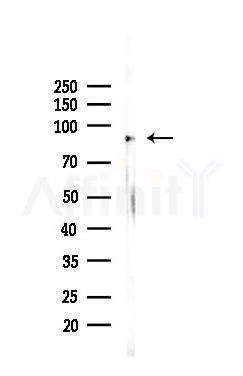 RSK3 Recombinant Rabbit mAb - Western blot analysis of lysates from PC12 cells(LPS 4h treatment), using RSK3 Recombinant Rabbit mAb at 1/1000 dilution.