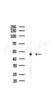 Flotillin 1 Recombinant Rabbit mAb - Western blot analysis of lysates from HepG2 cells(UV 30min treatment), using Flotillin 1 Recombinant Rabbit mAb at 1/1000 dilution.