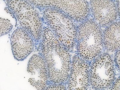 EWSR1 Recombinant Rabbit mAb - BF3945 at 1/100 staining Mouse testicular tissue by IHC-P.