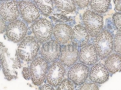 TOP1 Recombinant Rabbit mAb - BF3946 at 1/100 staining Mouse testicular tissue by IHC-P.