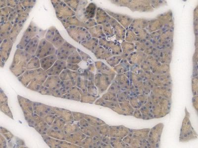 Presenilin 1 Recombinant Rabbit mAb - BF3949 at 1/100 staining Mouse pancreatic tissue by IHC-P.