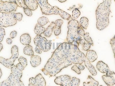 Phospho-ERK1/2 (Thr202/Thr185) Recombinant Rabbit mAb - BF3950 at 1/100 staining Human placental tissue by IHC-P.