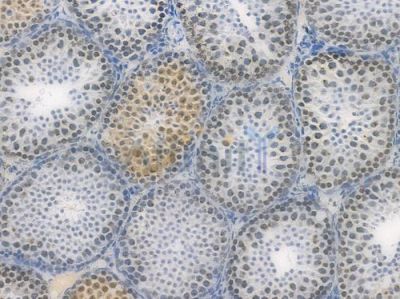 Phospho-STAT1 (Ser727) Recombinant Rabbit mAb - BF3955 at 1/100 staining Mouse testicular tissue by IHC-P.