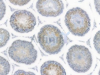 Phospho-STAT1 (Ser727) Recombinant Rabbit mAb - BF3955 at 1/100 staining Rat testicular tissue by IHC-P.