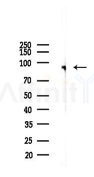 Phospho-STAT1 (Ser727) Recombinant Rabbit mAb - Western blot analysis of lysates from Mouse liver, using Phospho-STAT1 (Ser727) Recombinant Rabbit mAb at 1/1000 dilution.