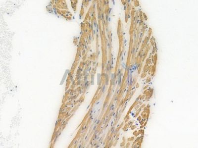 Cytochrome C Recombinant Rabbit mAb - BF3956 at 1/100 staining Mouse heart tissue by IHC-P.