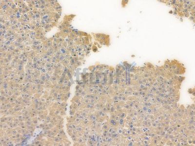Cytochrome C Recombinant Rabbit mAb - BF3956 at 1/100 staining Mouse liver tissue by IHC-P.