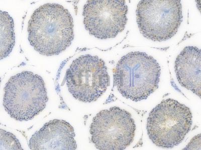 STIP1 Recombinant Rabbit mAb - BF3963 at 1/100 staining Rat testicular tissue by IHC-P.