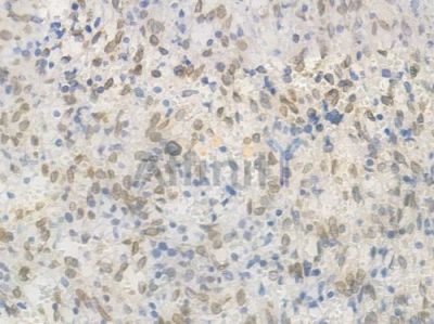 Lamin A/C Recombinant Rabbit mAb - BF3968 at 1/100 staining Human spleen tissue by IHC-P.