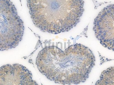 Lamin A/C Recombinant Rabbit mAb - BF3968 at 1/100 staining Rat testicular tissue by IHC-P.
