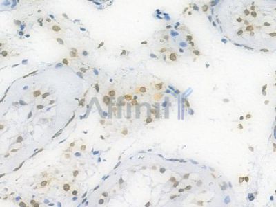 Lamin A/C Recombinant Rabbit mAb - BF3968 at 1/100 staining Human testicular tissue by IHC-P.