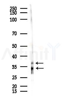 Lactate Dehydrogenase Recombinant Rabbit mAb - Western blot analysis of lysates from Mouse testis, using Lactate Dehydrogenase Recombinant Rabbit mAb at 1/1000 dilution.