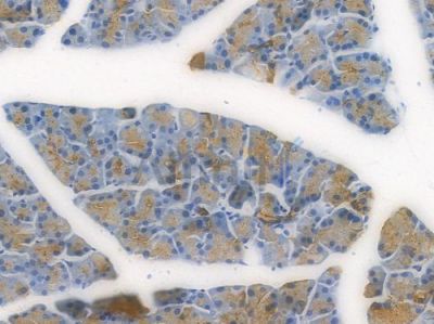 DUSP6 Recombinant Rabbit mAb - BF3974 at 1/100 staining Mouse pancreatic tissue by IHC-P.