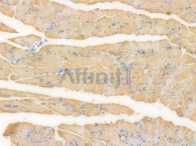 SIRT1 Recombinant Rabbit mAb - BF3980 at 1/100 staining Mouse skeletal muscle tissue by IHC-P.