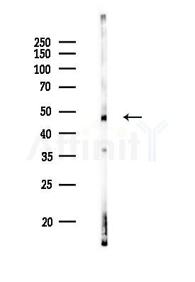 beta IV Tubulin Recombinant Rabbit mAb - Western blot analysis of lysates from Mouse brain, using beta IV Tubulin Recombinant Rabbit mAb at 1/1000 dilution.