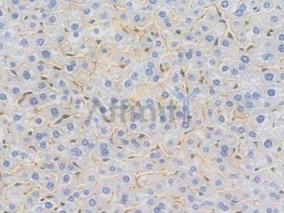 VPS4a Recombinant Rabbit mAb - BF3985 at 1/100 staining Mouse liver tissue by IHC-P.