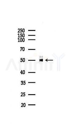 VPS4a Recombinant Rabbit mAb - Western blot analysis of lysates from Mouse lung, using VPS4a Recombinant Rabbit mAb at 1/1000 dilution.