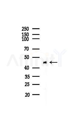 Citrate synthetase Recombinant Rabbit mAb - Western blot analysis of lysates from Mouse brain, using Citrate synthetase Recombinant Rabbit mAb at 1/1000 dilution.