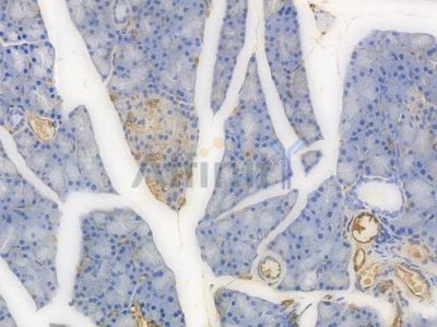 C3 Recombinant Rabbit mAb - BF3987 at 1/100 staining Rat rectal tissue by IHC-P.