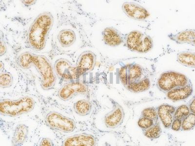 DCLK1 Recombinant Rabbit mAb - BF3994 at 1/100 staining Human testicular tissue by IHC-P.