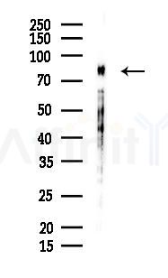 DCLK1 Recombinant Rabbit mAb - Western blot analysis of lysates from Mouse brain, using DCLK1 Recombinant Rabbit mAb at 1/1000 dilution.