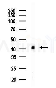 MEK1/2 Recombinant Rabbit mAb - Western blot analysis of lysates from Hela cells(LPS 4h treatment), using MEK1/2 Recombinant Rabbit mAb at 1/1000 dilution.