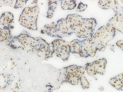 Histone H1.3 Recombinant Rabbit mAb - BF3999 at 1/100 staining Human placental tissue by IHC-P.