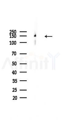 Nidogen Recombinant Rabbit mAb - Western blot analysis of lysates from Mouse muscle, using Nidogen Recombinant Rabbit mAb at 1/1000 dilution.