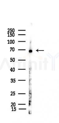 MSN Recombinant Rabbit mAb - Western blot analysis of lysates from PC12 cells(UV 30min treatment), using MSN Recombinant Rabbit mAb at 1/1000 dilution.