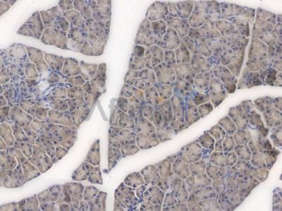 MMP7 Recombinant Rabbit mAb - BF4016 at 1/100 staining Mouse pancreatic tissue by IHC-P.