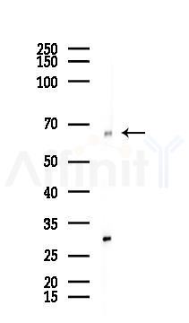 ATP6V1A Recombinant Rabbit mAb - Western blot analysis of lysates from Mouse muscle, using ATP6V1A Recombinant Rabbit mAb at 1/1000 dilution.