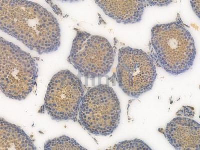 Caspase 3 Recombinant Rabbit mAb - BF4026 at 1/100 staining Mouse testicular tissue by IHC-P.