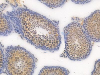 c-Jun Recombinant Rabbit mAb - BF4030 at 1/100 staining Mouse testicular tissue by IHC-P.
