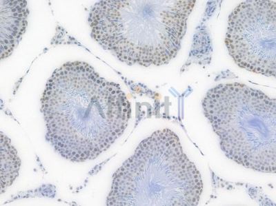 RBBP4 Recombinant Rabbit mAb - BF4032 at 1/100 staining Rat testicular tissue by IHC-P.