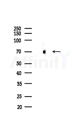 Hsp70 Recombinant Rabbit mAb - Western blot analysis of lysates from Mouse testis, using Hsp70 Recombinant Rabbit mAb at 1/1000 dilution.