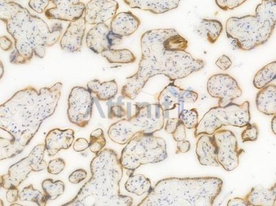 Phospho-GSK3 beta (Ser9) Recombinant Rabbit mAb - BF4036 at 1/100 staining Human placental tissue by IHC-P.