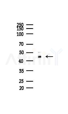 Phospho-GSK3 beta (Ser9) Recombinant Rabbit mAb - Western blot analysis of lysates from 293 cells(UV 30min treatment), using Phospho-GSK3 beta (Ser9) Recombinant Rabbit mAb at 1/1000 dilution.