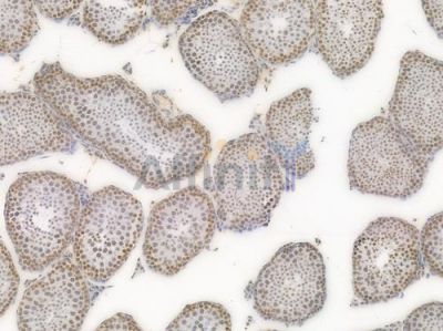 Ki67 Recombinant Rabbit mAb - BF4039 at 1/100 staining Mouse testicular tissue by IHC-P.