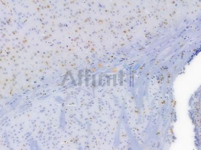 Cyclin D1 Recombinant Rabbit mAb - BF4042 at 1/100 staining Mouse brain tissue by IHC-P.