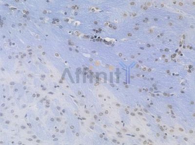Histone H3 Recombinant Rabbit mAb - BF4048 at 1/100 staining Mouse brain tissue by IHC-P.